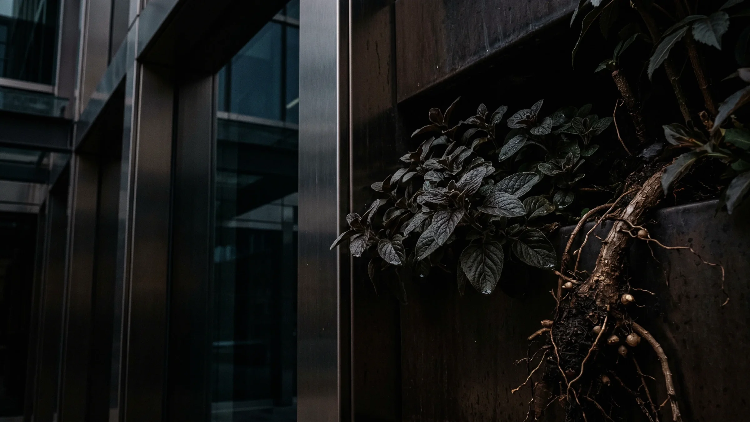 Dark ribbed leaves and a bundle of bare roots hang over the edge of a metal planter.