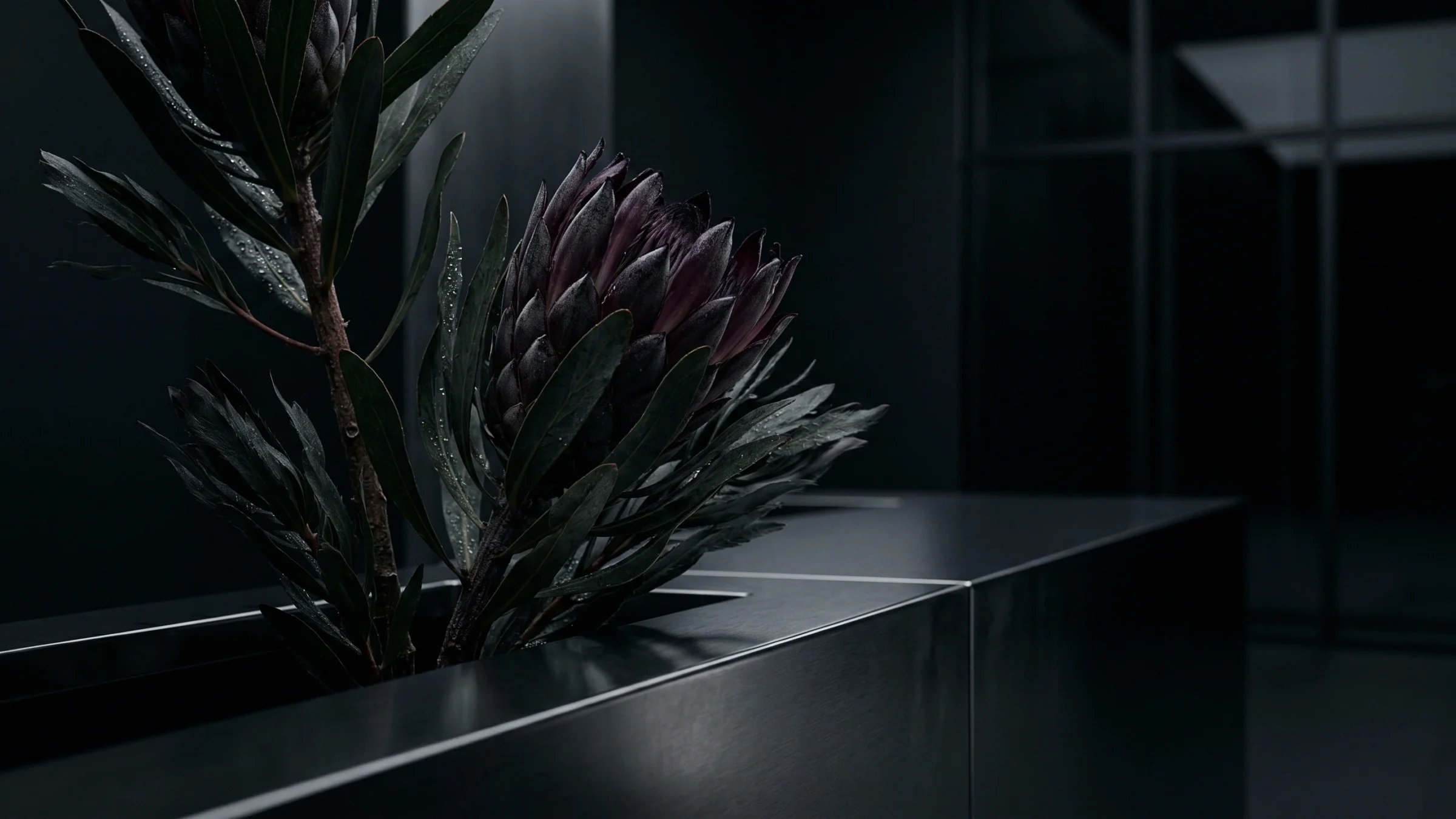 A purple protea bud among narrow leaves, growing from a long steel planter.