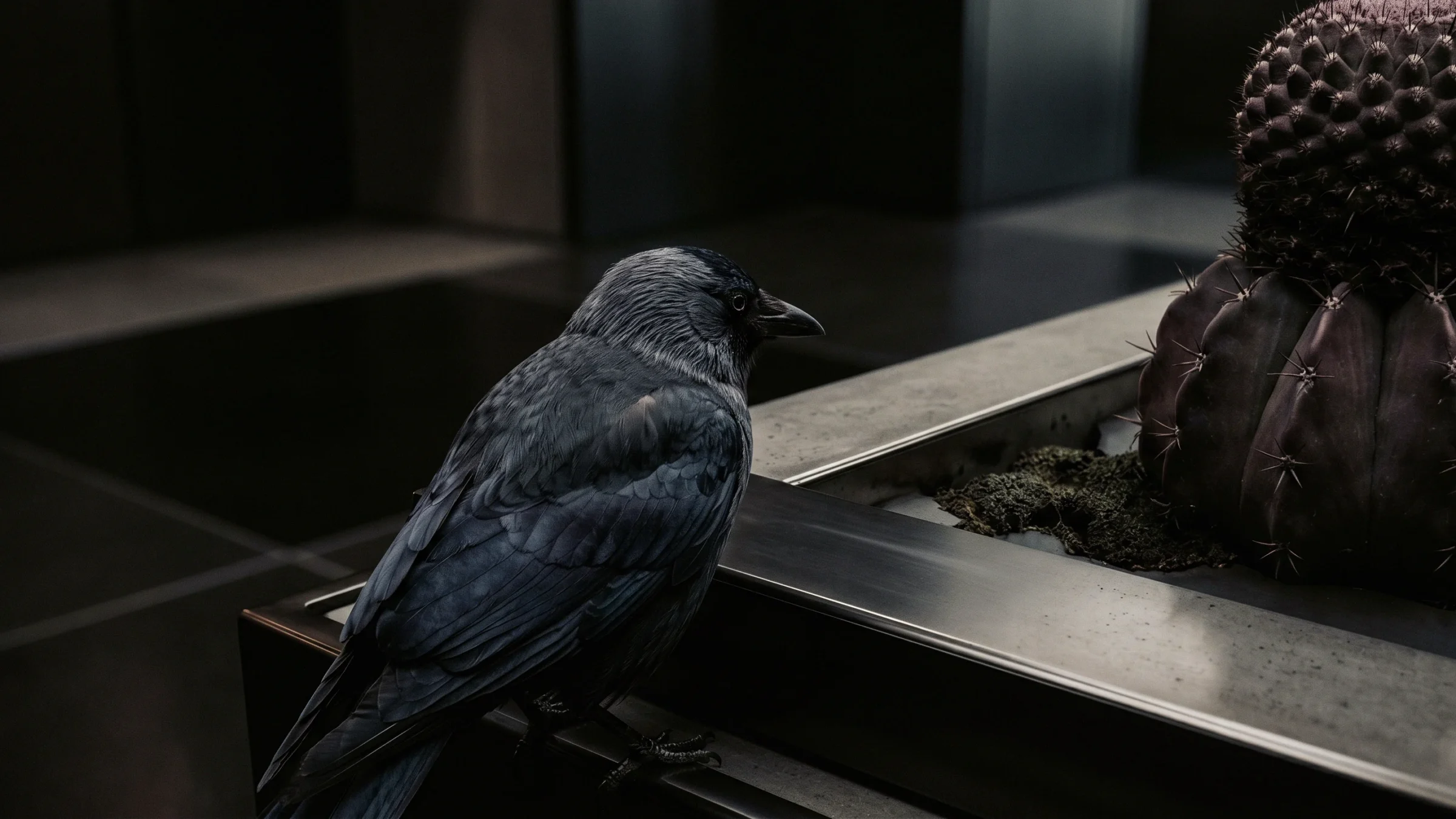 A gray-headed crow stands on the rim of a steel planter beside two round cacti.