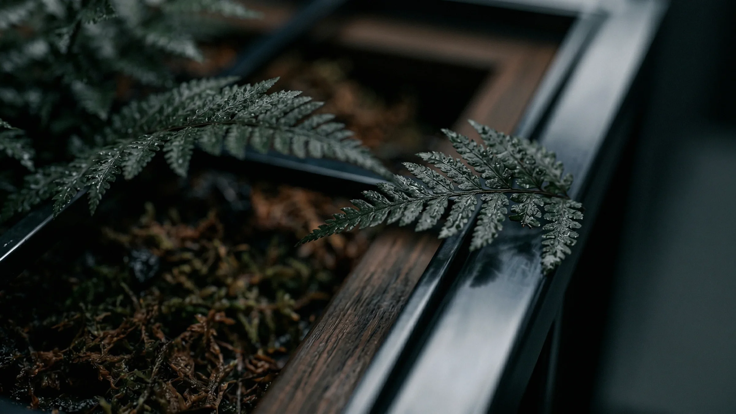Two fern fronds lean over a wood and metal tray filled with moss and soil.