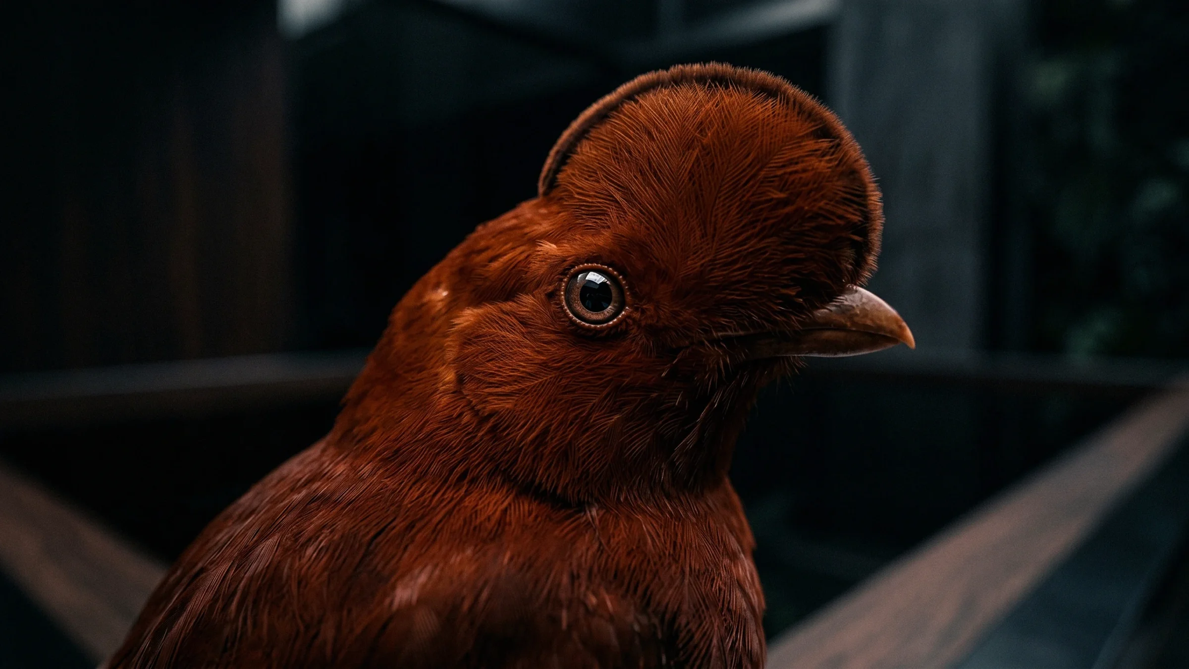 The head of an orange bird with a round crest that reaches over its beak, seen close.