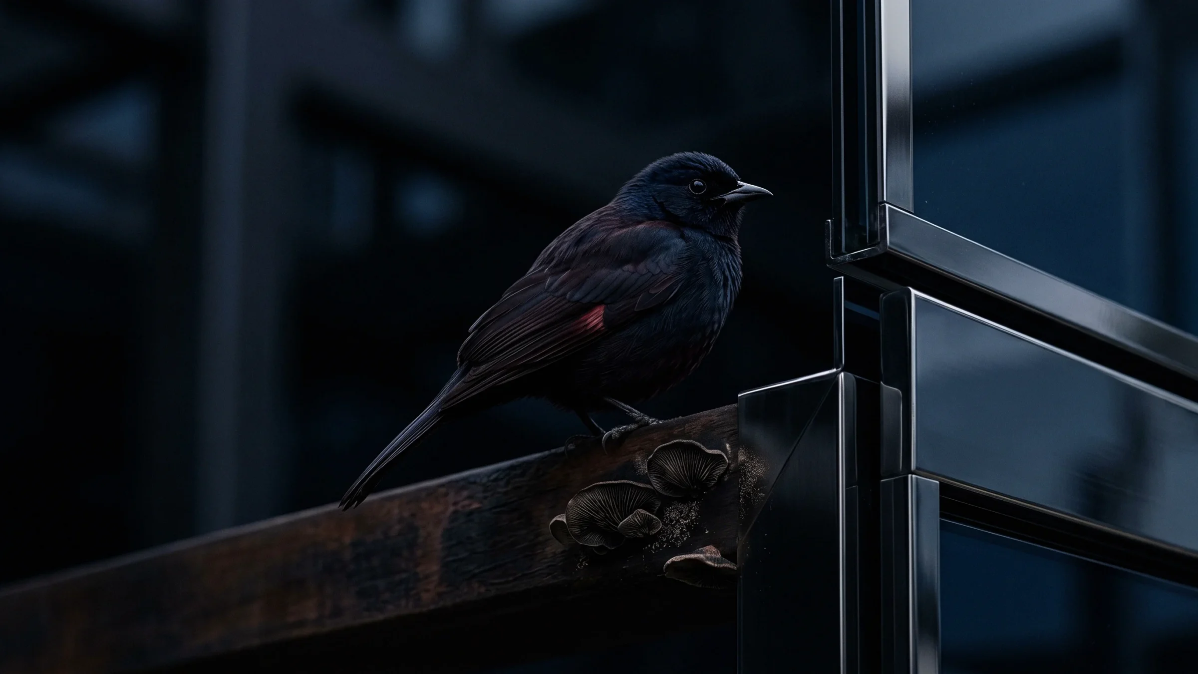 A dark bird with a red patch on its wing stands on a wooden beam where bracket fungus grows.