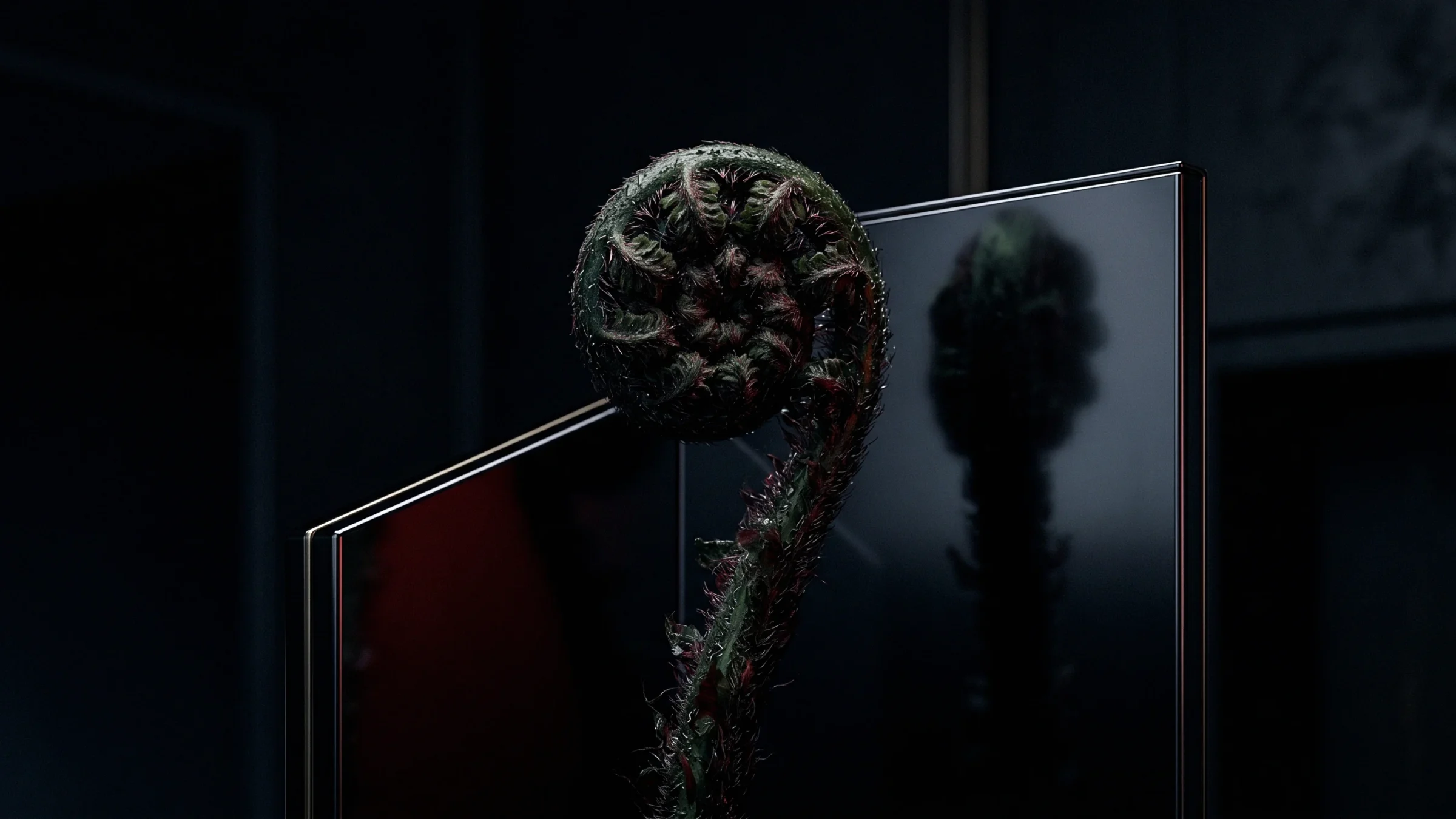A large, hairy fern fiddlehead uncurls in front of a dark glass panel that reflects it.