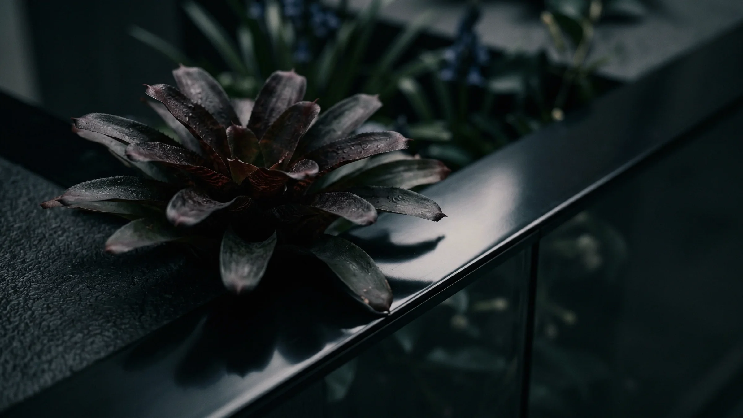 A purple and green rosette lies on the steel cap of a glass rail, with bluebells out of focus behind.