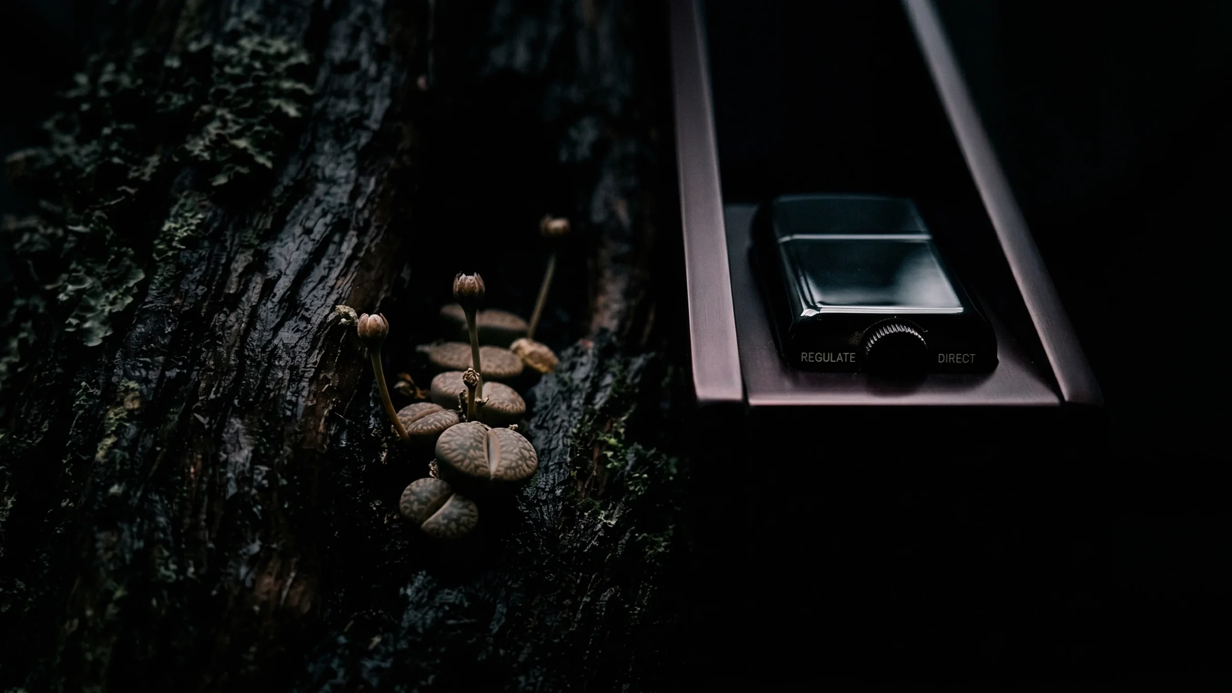 A cluster of small pale mushrooms grows from a mossy trunk, beside a rail with a small control unit on it.