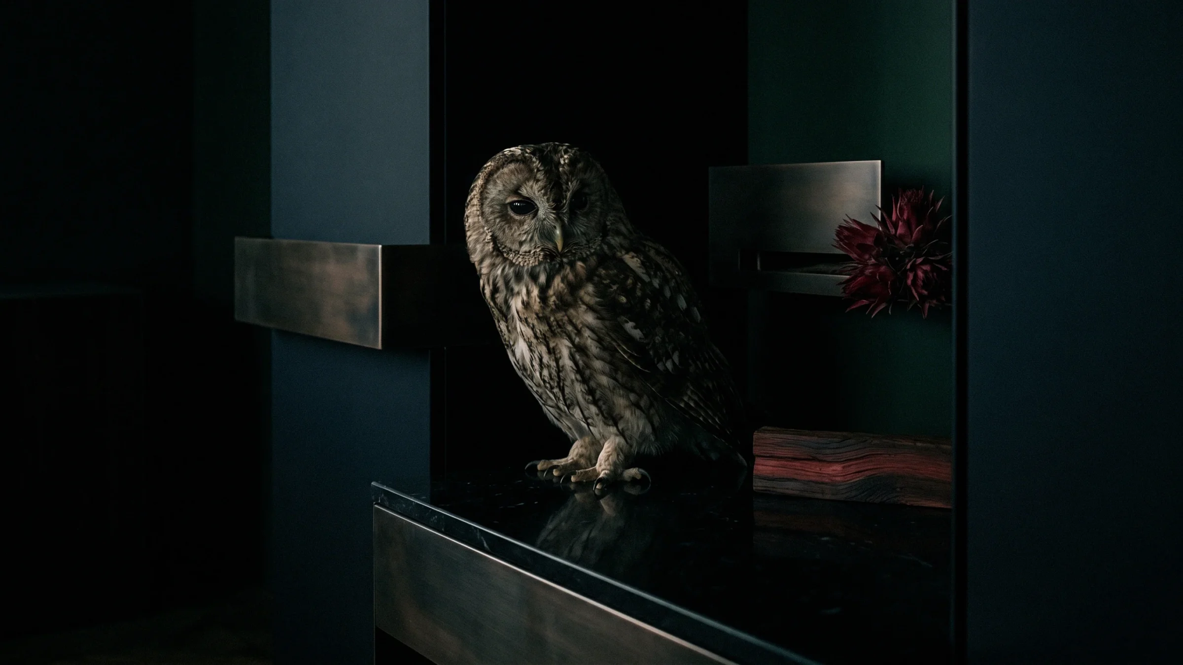 A tawny owl stands on a metal shelf in a dark green niche, beside a dried red flower.